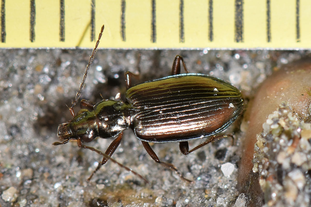 Carabidae: Bembidion fasciolatum?